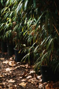 pexels anna khomutova 3562984 5782939 1 Bamboo India