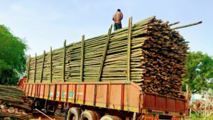 2021 09 11 2 Bamboo India