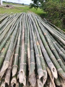 2021 09 11 Bamboo India