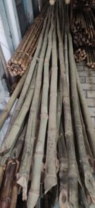 2023 02 11 4 Bamboo India