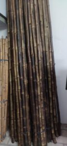 2023 02 11 5 Bamboo India