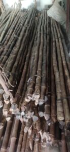 2023 02 11 6 Bamboo India