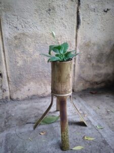 20240630 064457 min Bamboo India