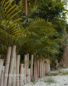 368012408 679034114076243 4538653942288430125 n Bamboo India