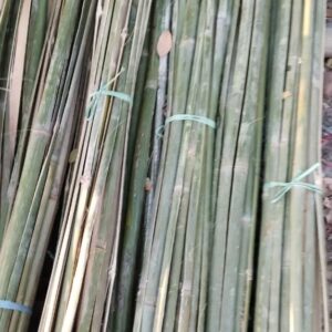 417139372 1077696233429162 5625097264368754846 n Bamboo India