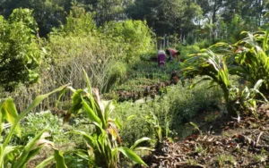 DSCN1775 scaled e654e9ce Bamboo India