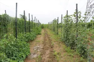 bahu balli trelis support 2 1 copy new copy Bamboo India