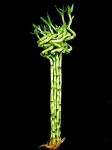 bb16a557 199e 4a56 8f9f 88fda6fe79cf 500x500 1 Bamboo India