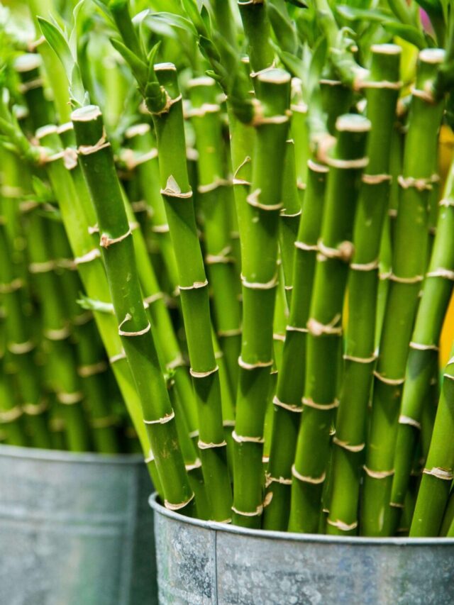 How to Start Your Own Bamboo Farm in India: A Beginner’s Guide