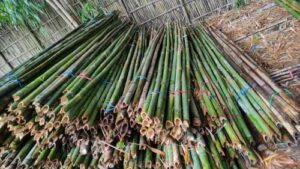 product jpeg 500x500 1 Bamboo India