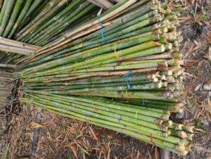 product jpeg 500x500 6 Bamboo India