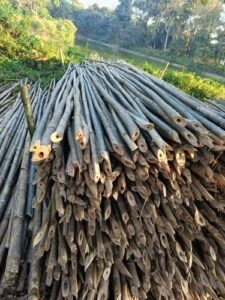 product jpeg 500x500 9 Bamboo India