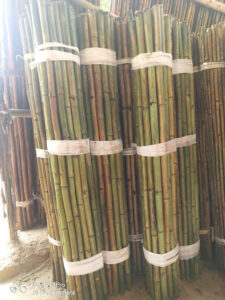 unnamed 1 1 Bamboo India