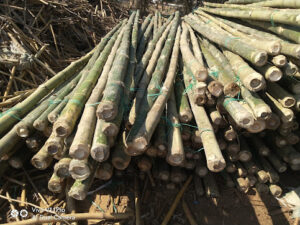 unnamed 2 1 Bamboo India
