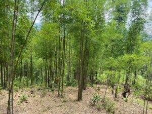 whatsapp image 2024 06 20 at 120138 1 Bamboo India