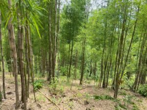 whatsapp image 2024 06 20 at 120138 Bamboo India