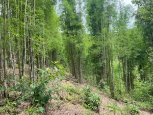 whatsapp image 2024 06 20 at 120139 Bamboo India