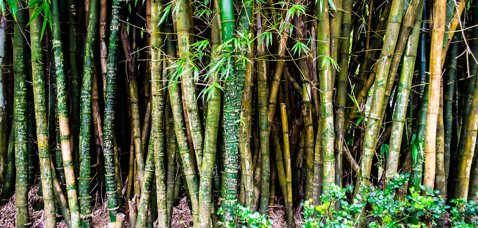 Lush bamboo stalks with carved details in a vibrant forest setting, perfect for nature enthusiasts.