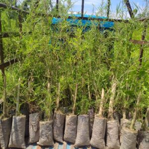 784361111 Bamboo India