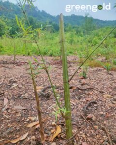 467035894 981668257102300 2157479893656376230 n Bamboo India