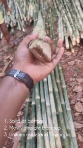 468398357 17948748032895771 8049885287932442149 n Bamboo India