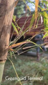 469556306 17950207496895771 6563833672337332074 n Bamboo India