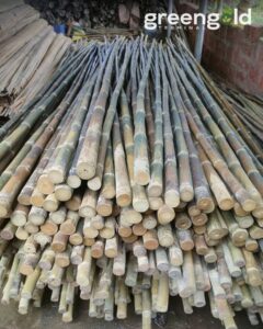 472442281 618181887333999 4918600291765340668 n Bamboo India