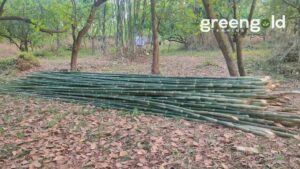 474374066 1355492812274131 3761342531405164685 n Bamboo India