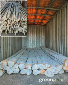 475332307 17956441562895771 2031894770379361496 n Bamboo India