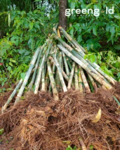 476881476 17957744570895771 5822699627565704047 n Bamboo India