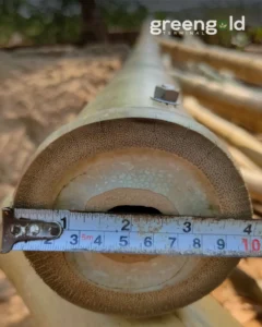 503032640 17970497342895771 1665362659892857952 n Bamboo India