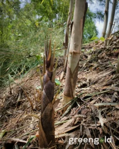 527571257 17977651565895771 1942658399521822028 n Bamboo India