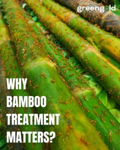 533398056 17979102872895771 7179395028998550990 n Bamboo India