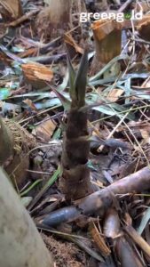 569831915 3758010164501105 7256919407686482451 n Bamboo India