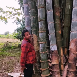 496924750 17962821125868687 6040123259604293706 n Bamboo India