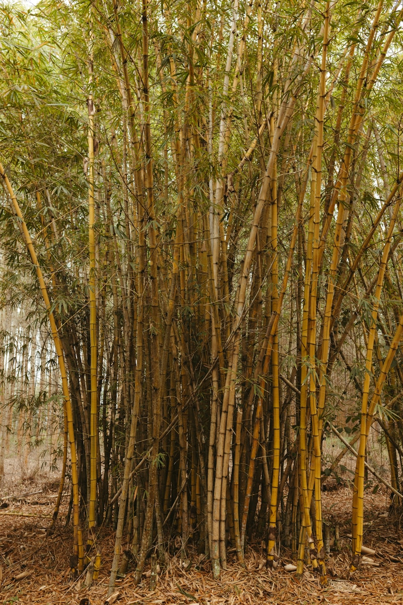 A group of trees that are next to each other