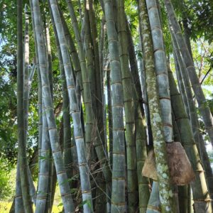 568498237 17980226342868687 5024683130545040768 n Bamboo India