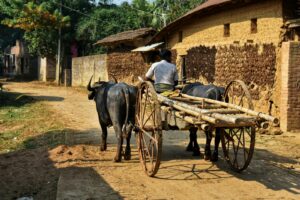 A man rides a traditional bullock cart on a rural village dirt path during the day.
