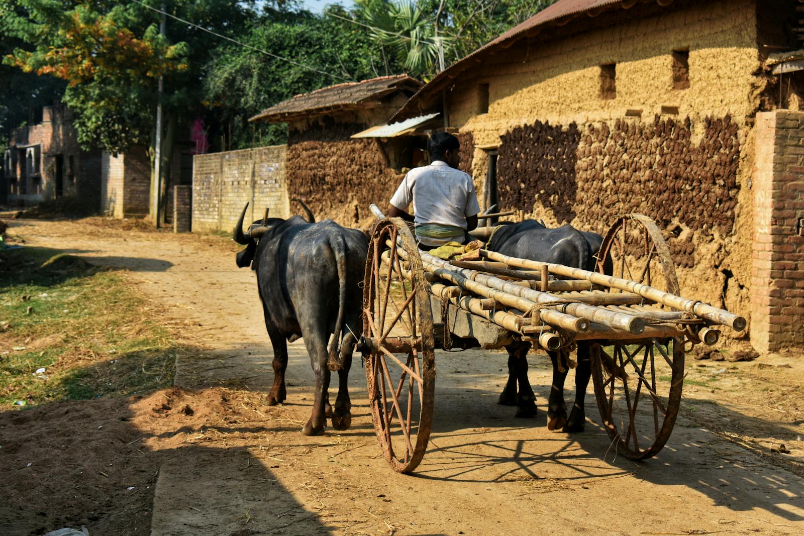 A man rides a traditional bullock cart on a rural village dirt path during the day.