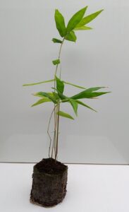 Bamboo6 Bamboo India