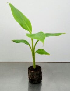 Banana5 Bamboo India