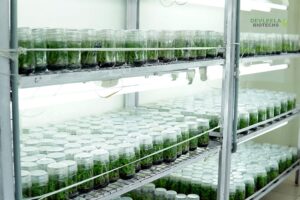 Culture Room3 Bamboo India