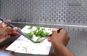 InoculationRoom3 Bamboo India