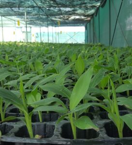 banana6 Bamboo India