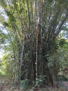 kalptaru nursery 1 Bamboo India