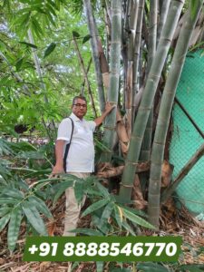 kalptaru nursery 3 Bamboo India