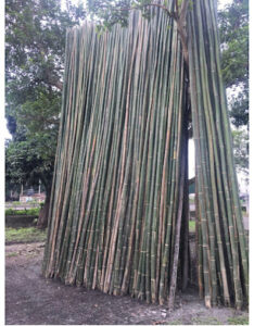 2023 04 10 1 Bamboo India