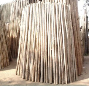 2023 04 10 Bamboo India