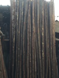 unnamed Bamboo India